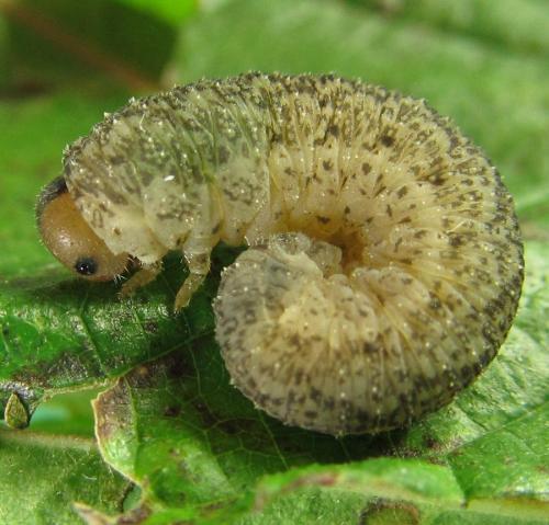 Réf. 230 419 : Rhogogaster scalaris