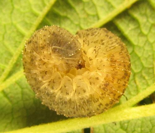 Réf. 230 398 : Rhogogaster scalaris