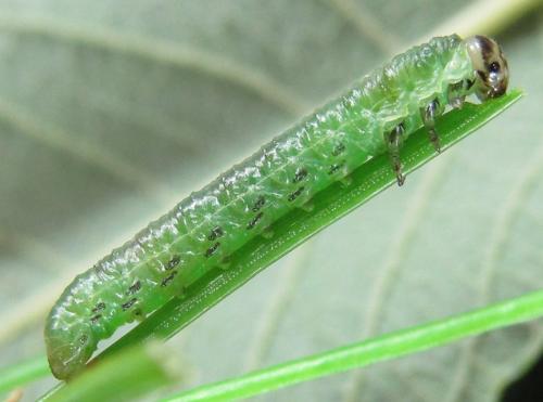Réf. 230 021 : Pristiphora sp.