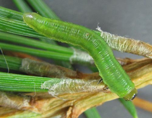 Gilpinia virens