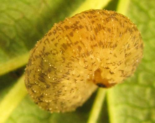 Réf. 230 399 : Rhogogaster scalaris