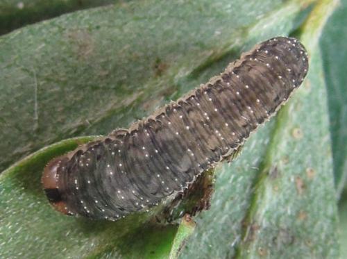 Réf. 230 097 : Rhogogaster picta