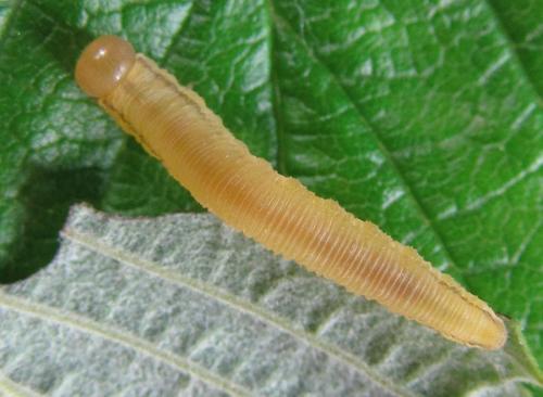 Réf. 230 118 : Tenthredininae inconnu