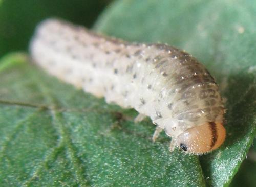 Réf. 230 092 : Rhogogaster picta