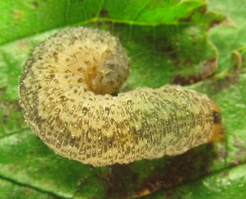 Réf. 230 420 : Rhogogaster scalaris