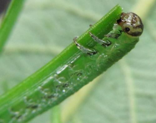 Réf. 230 022 : Pristiphora sp.