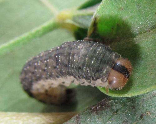 Réf. 230 098 : Rhogogaster picta