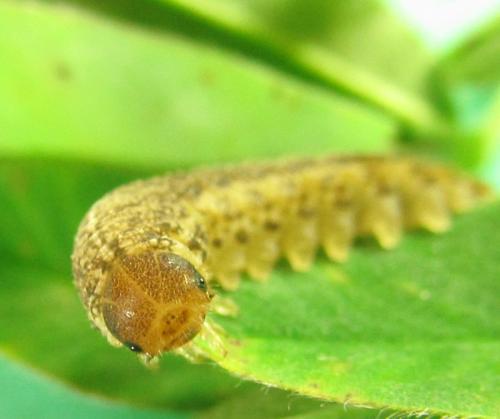 Réf. 230 487 : Tenthredo notha