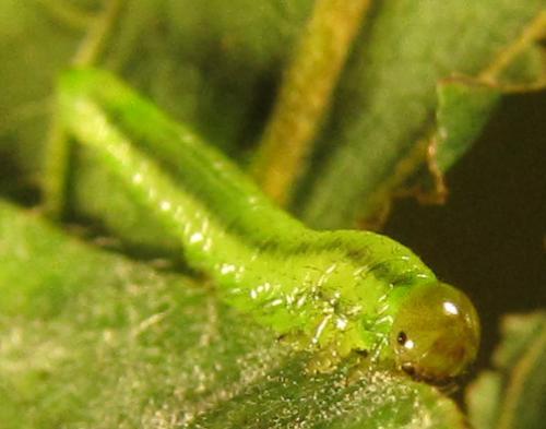 Réf. 230 413 : Nematinae inconnu