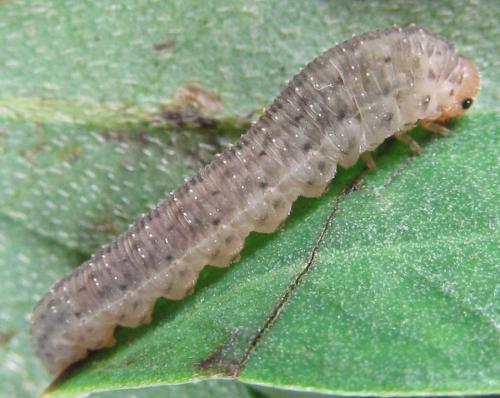Réf. 230 093 : Rhogogaster picta