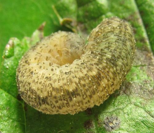 Rhogogaster scalaris
