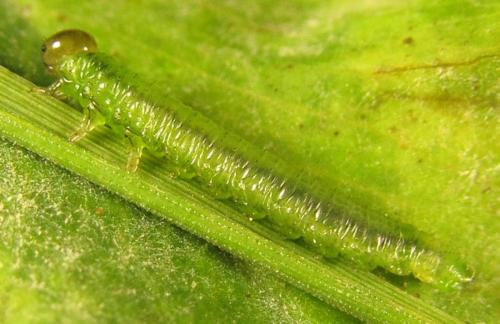 Réf. 230 414 : Nematinae inconnu