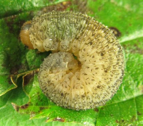 Réf. 230 422 : Rhogogaster scalaris