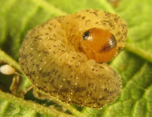 Réf. 230 401 : Rhogogaster scalaris