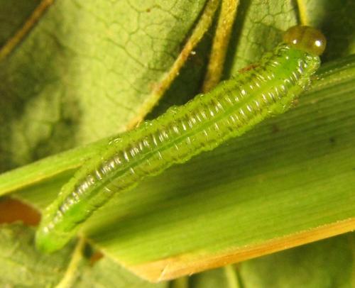 Réf. 230 415 : Nematinae inconnu