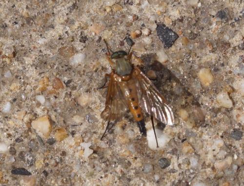 Rhagio tringarius