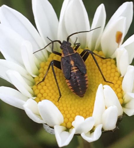 Réf. 230 894 : Calocoris nemoralis