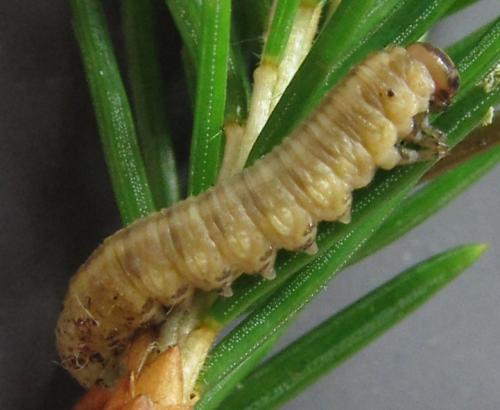 Réf. 230 023 : Pristiphora sp.