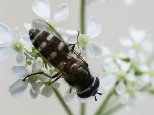 Melangyna umbellatarum