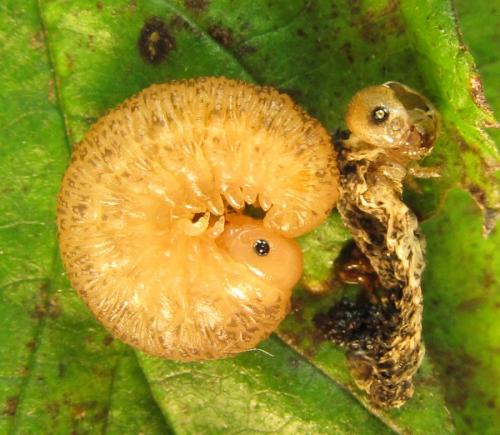 Réf. 230 423 : Rhogogaster scalaris