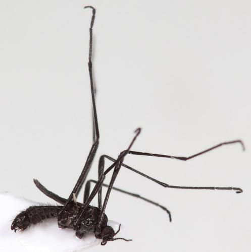 Réf. 230 791 : Molophilus ater