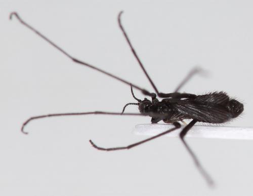 Molophilus ater