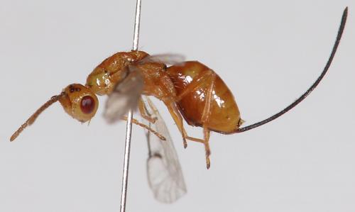 Réf. 230 793 : Megastigmus sp.