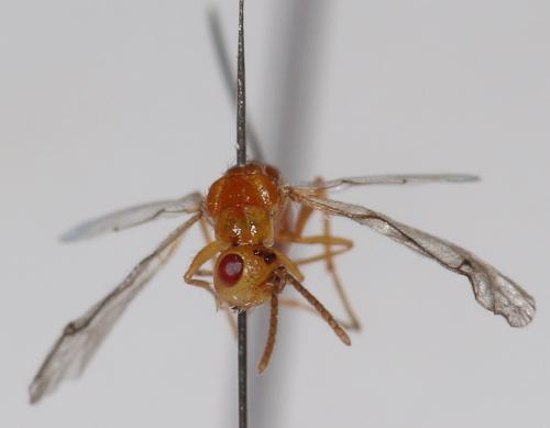 Megastigmus sp.