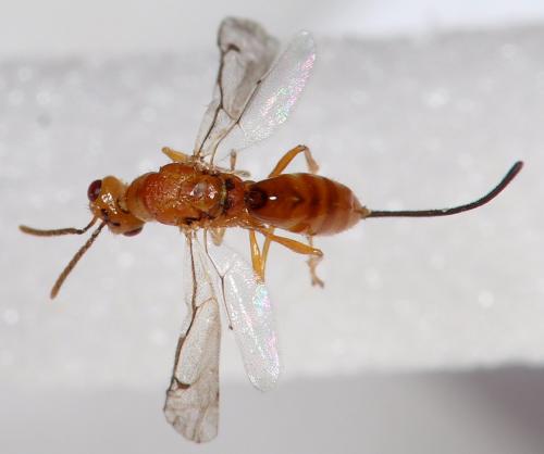Megastigmus sp.