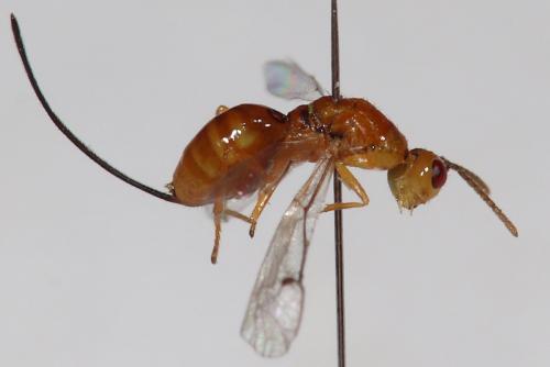 Megastigmus sp.