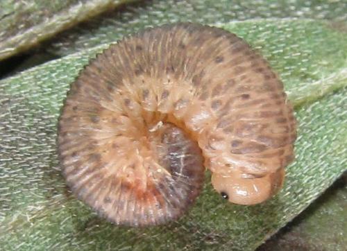 Réf. 230 100 : Rhogogaster picta