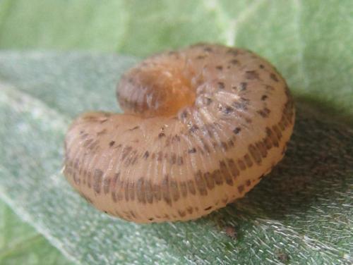 Réf. 230 094 : Rhogogaster picta