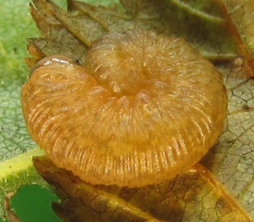 Réf. 230 402 : Rhogogaster scalaris