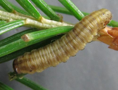 Réf. 230 024 : Pristiphora sp.
