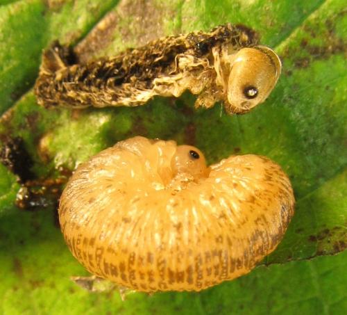 Réf. 230 424 : Rhogogaster scalaris