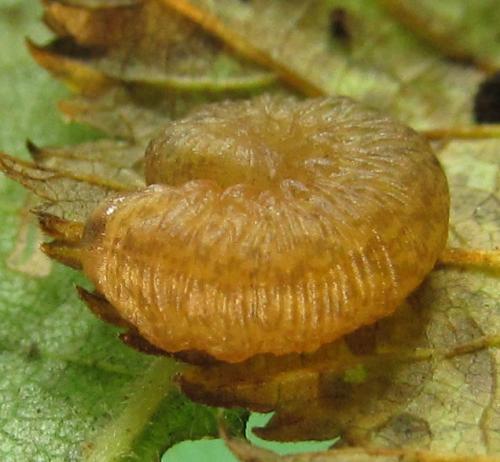Réf. 230 403 : Rhogogaster scalaris