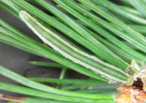 Gilpinia virens