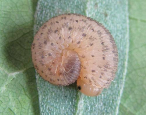 Réf. 230 095 : Rhogogaster picta