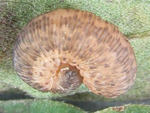 Réf. 230 101 : Rhogogaster picta
