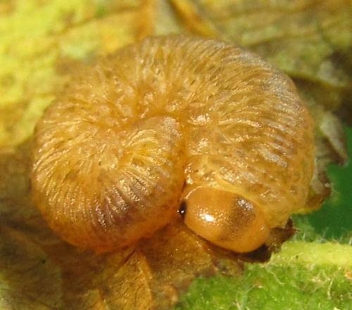 Réf. 230 404 : Rhogogaster scalaris