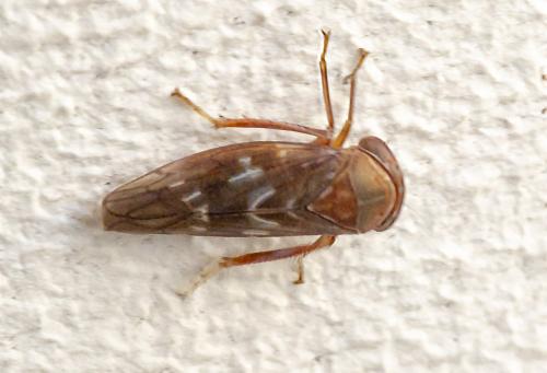 Réf. 230 346 : Tremulicerus tremulae