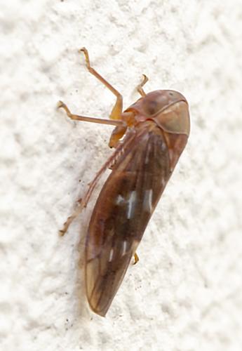 Tremulicerus tremulae