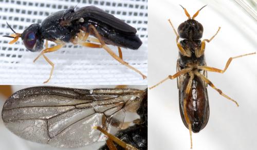 Réf. 230 031 : Chyliza extenuata