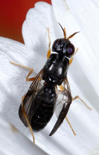 Réf. 230 030 : Chyliza extenuata