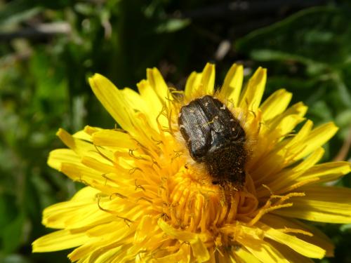 Réf. 230 451 : Tropinota sp.