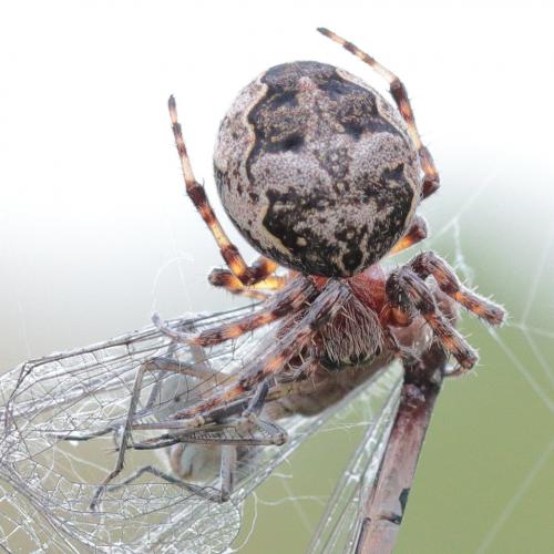 Réf. 230 449 : Larinioides sclopetarius