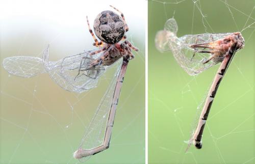 Réf. 230 782 : Sympecma fusca