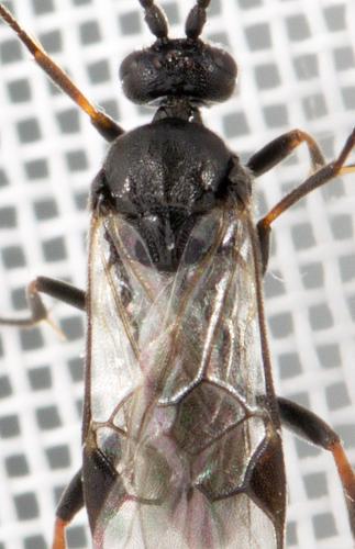 Microgastrinae