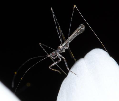 Réf. 230 143 : Empicoris brevispinus