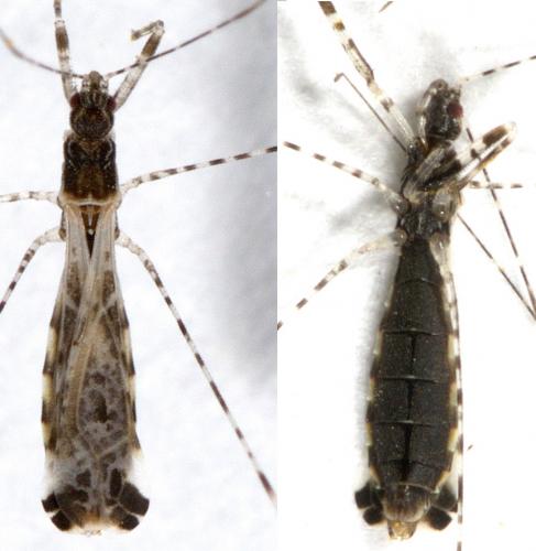 Empicoris brevispinus